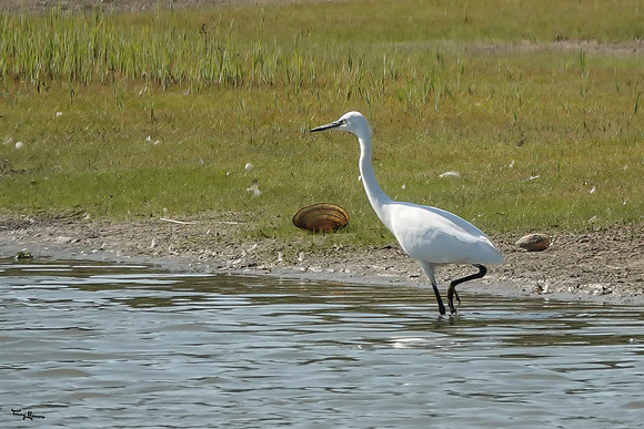 lingezegen_TH_1668