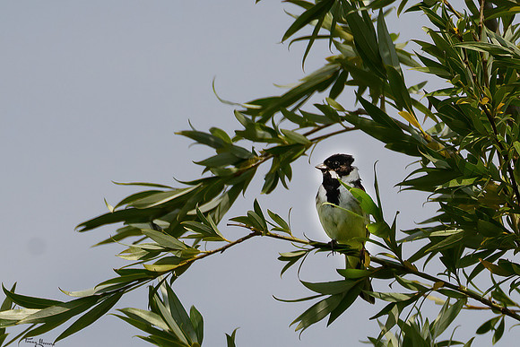 lingezegen_TH_0965