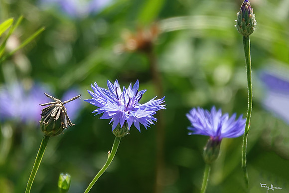 bloemetjes_TH_1395