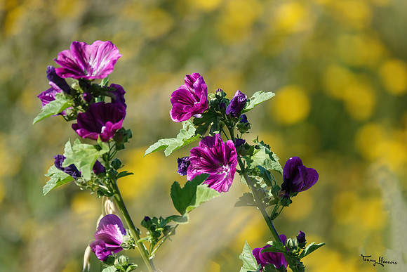 bloemetjes_TH_1411