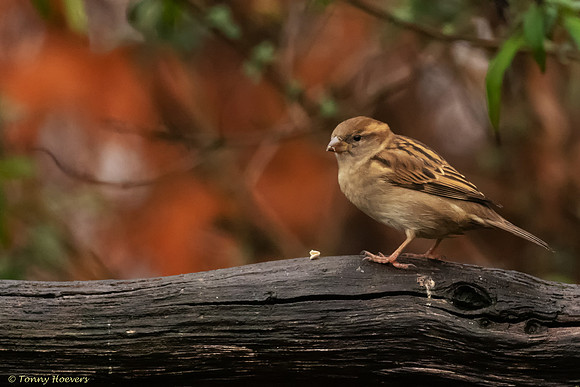 tuinhut_TH_07224