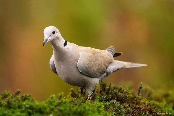 tuinhut_TH_07225