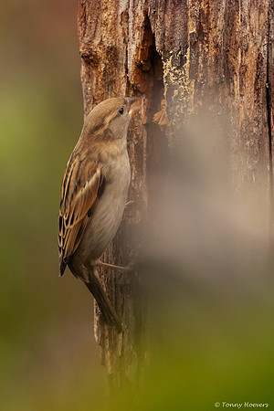 tuinhut_TH_07233