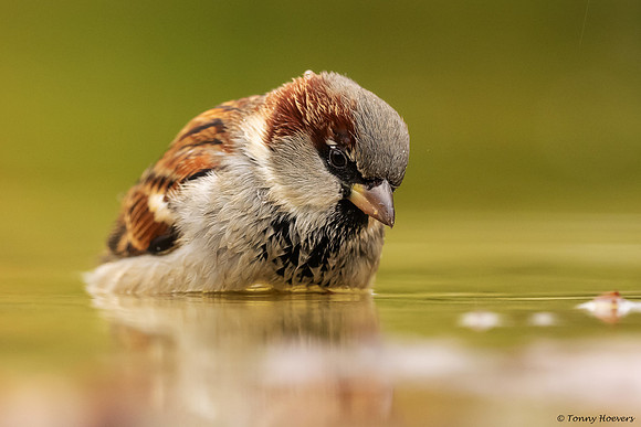 tuinhut_TH_07236