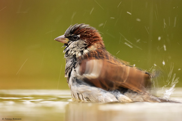 tuinhut_TH_07237