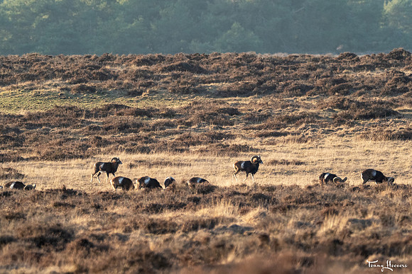 hogeveluwe_TH_07690