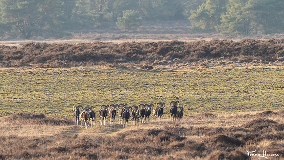 hogeveluwe_TH_07689
