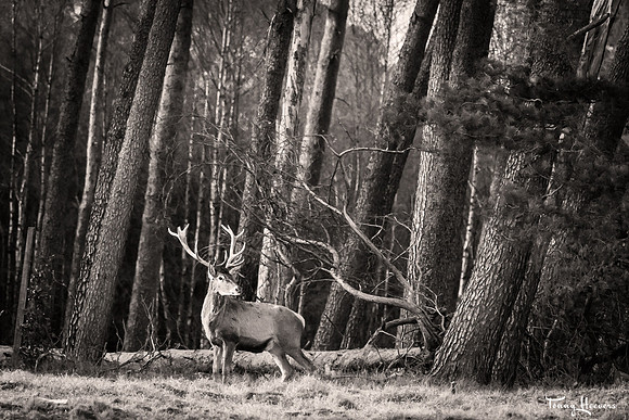 hogeveluwe_TH_07688