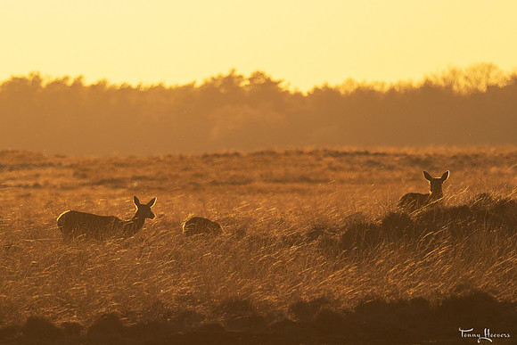 hogeveluwe_TH_07692