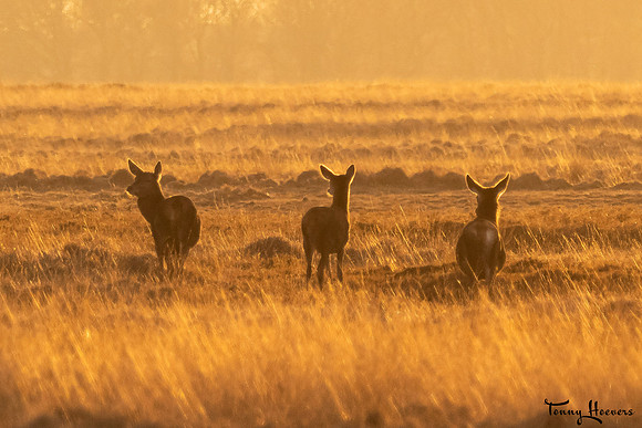 hogeveluwe_TH_07693
