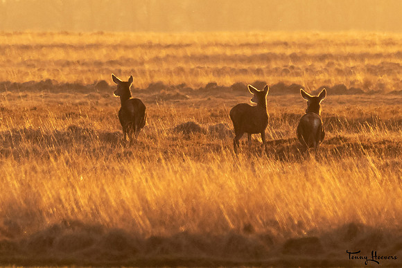 hogeveluwe_TH_07694