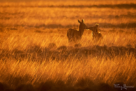 hogeveluwe_TH_07695