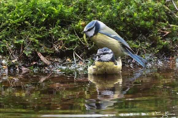 hogeveluwe_TH_07699