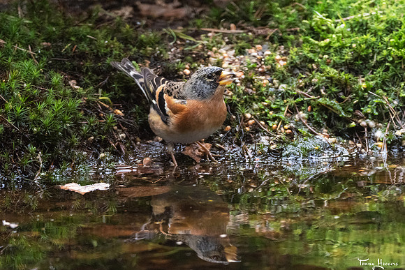 hogeveluwe_TH_07698