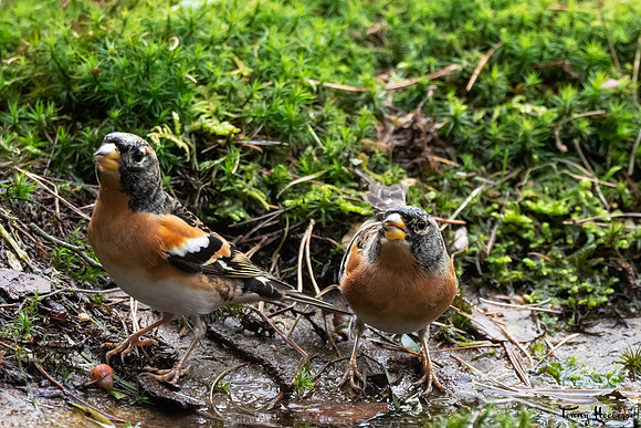 hogeveluwe_TH_07696