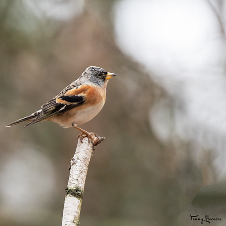 hogeveluwe_TH_07702