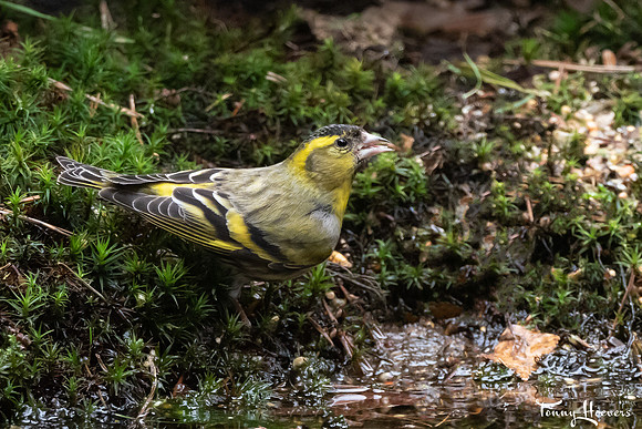 hogeveluwe_TH_07704