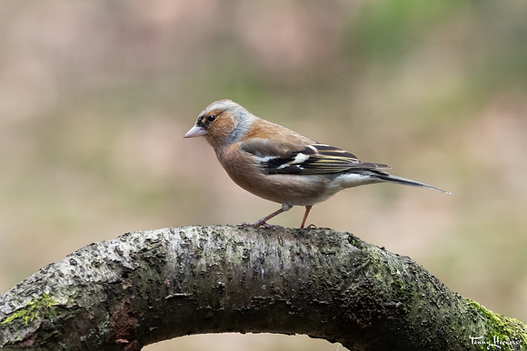 hogeveluwe_TH_07705