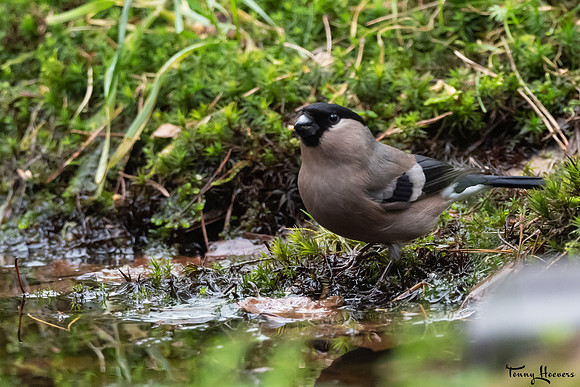 hogeveluwe_TH_07706