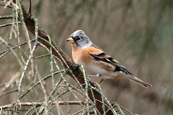 hogeveluwe_TH_07707