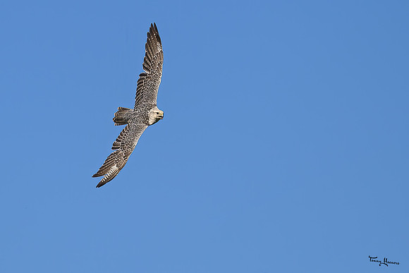 valk_roofvogels_TH_1745