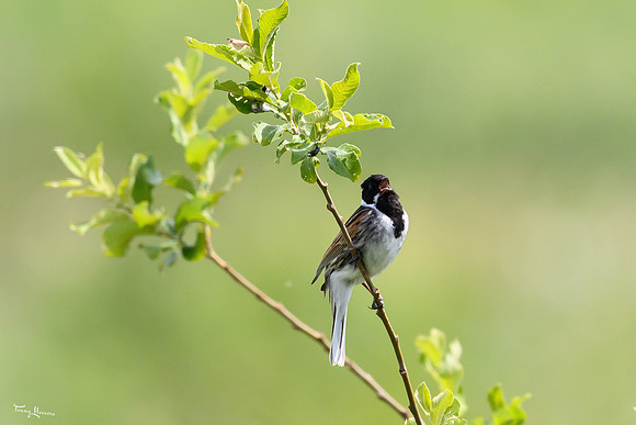 lingezegen_TH_0973