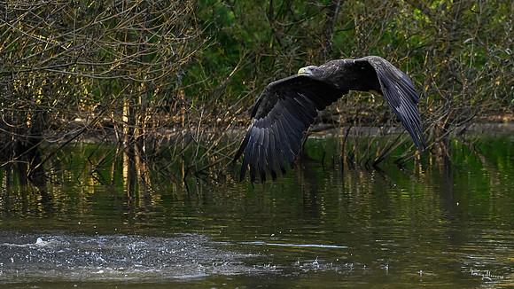 valk_roofvogels_TH_1763