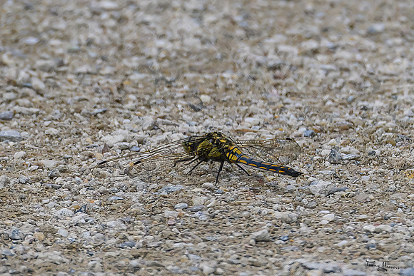 rondje_lingezegen_TH_0916