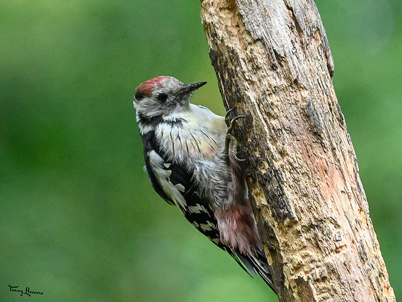vogelhut_espelo_TH_1515