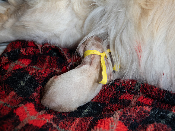 geboorte_pups_joplynn_TH_08276