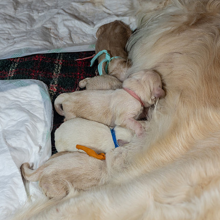 geboorte_pups_joplynn_TH_08278