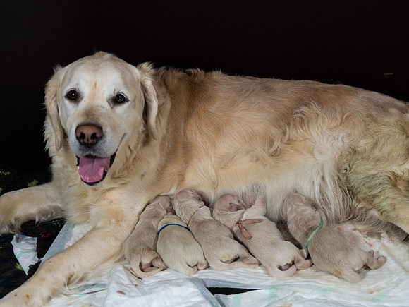 geboorte_pups_joplynn_TH_08280