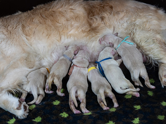 geboorte_pups_joplynn_TH_08281