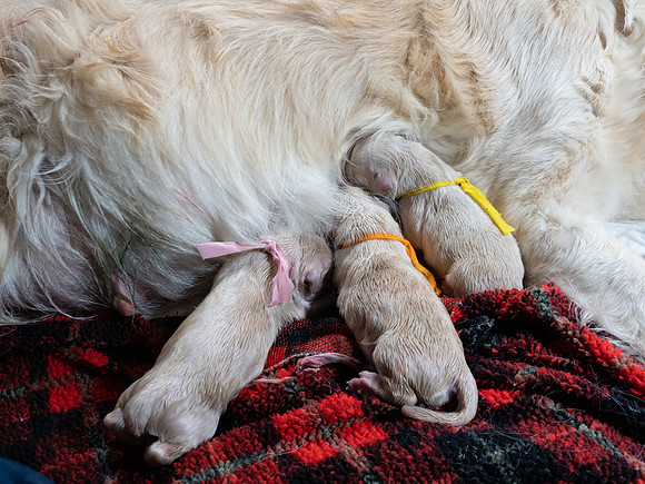 geboorte_pups_joplynn_TH_08277