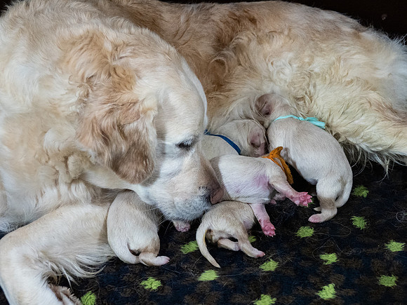 geboorte_pups_joplynn_TH_08282