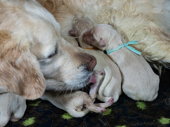 geboorte_pups_joplynn_TH_08284