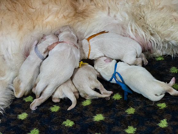 geboorte_pups_joplynn_TH_08285