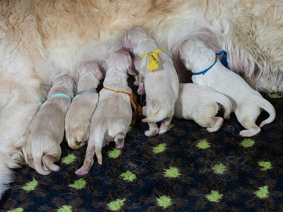 geboorte_pups_joplynn_TH_08286