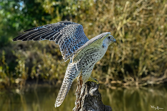 valk_roofvogels_TH_1741