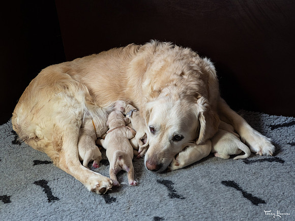 geboorte_pups_joplynn_TH_08290