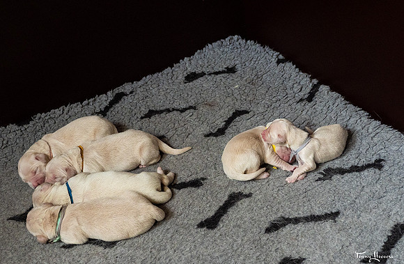 geboorte_pups_joplynn_TH_08287