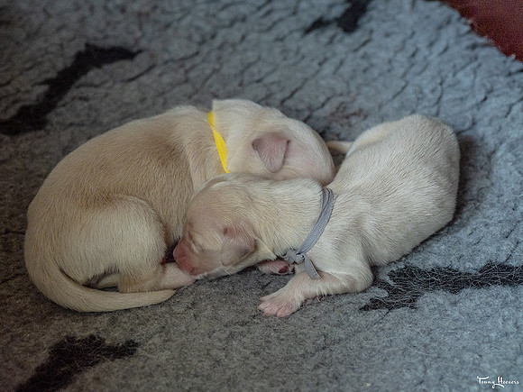 geboorte_pups_joplynn_TH_08288