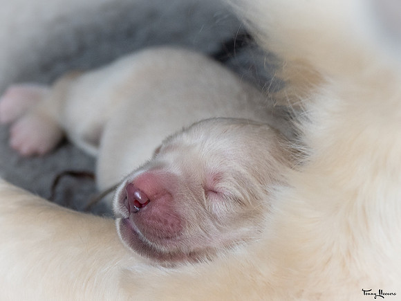 geboorte_pups_joplynn_TH_08291