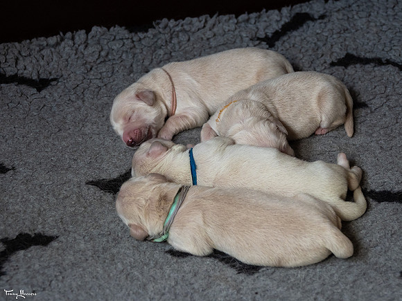 geboorte_pups_joplynn_TH_08289