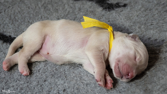 geboorte_pups_joplynn_TH_08292