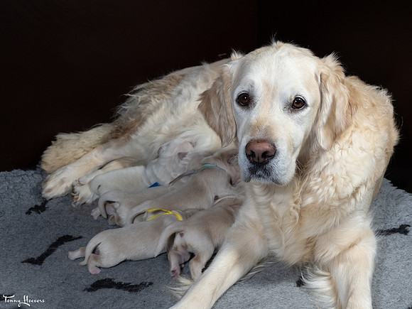 geboorte_pups_joplynn_TH_08293