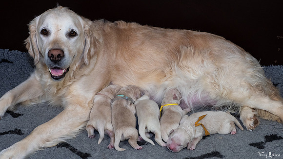 geboorte_pups_joplynn_TH_08295