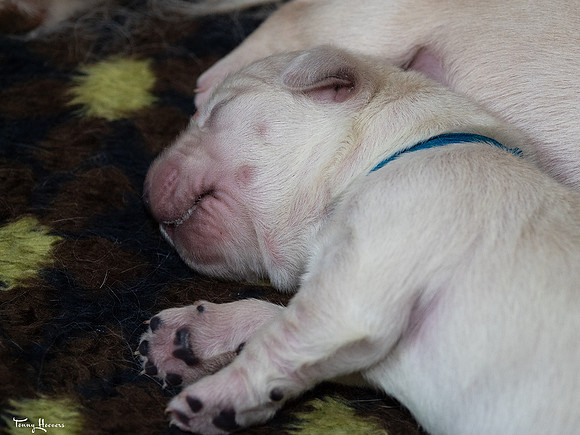 geboorte_pups_joplynn_TH_08296