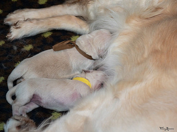 geboorte_pups_joplynn_TH_08299