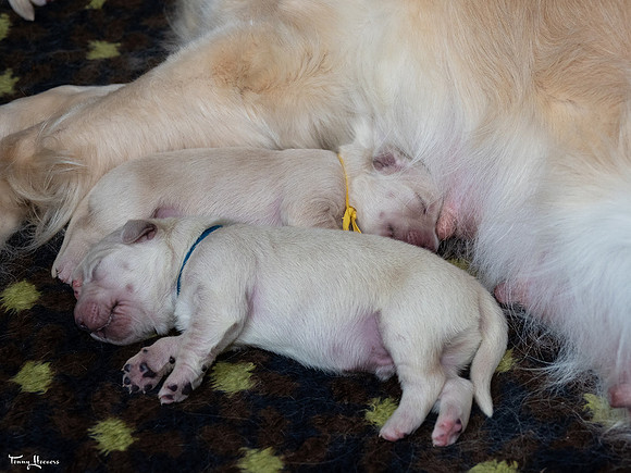 geboorte_pups_joplynn_TH_08297